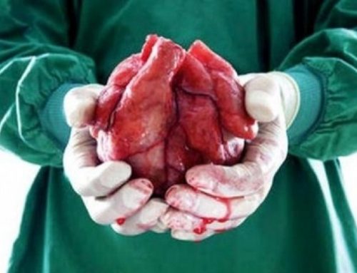 Tratta degli organi umani. L’Uganda denuncia