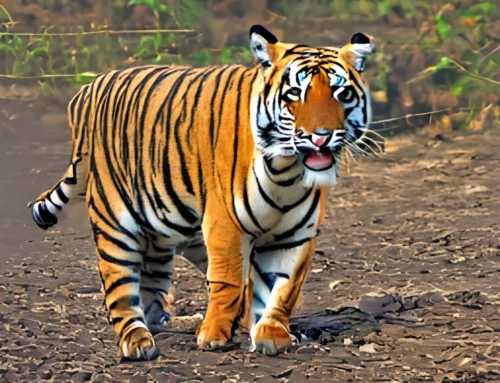 India e energia un tigre di carta