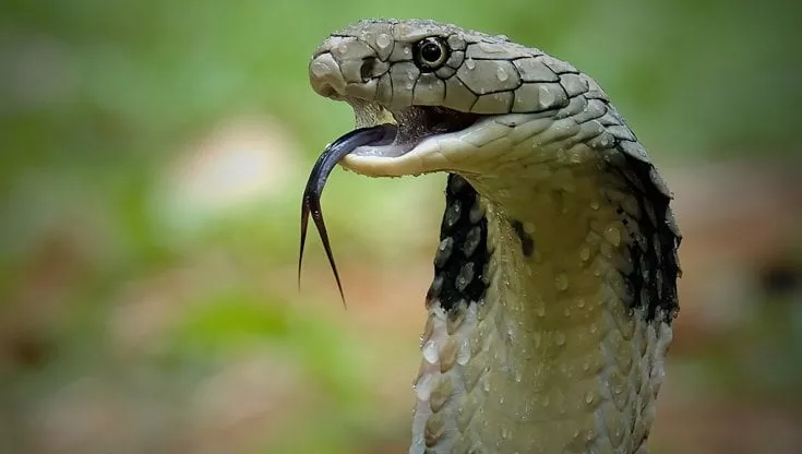 cobra